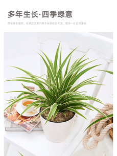 探秘余姚植物租摆，优质服务等你来感受