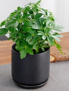 “宁波海曙盆景租赁，开启室内外精致绿植装饰之旅验