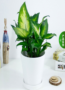 租盆景选宁波鄞州，优质服务超贴心！